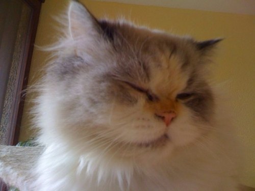 kuchifee's profile picture. Pop cultureaholic. Devoted food ninja. Beer enthusiast. Social media fanatic. Falls down a lot.