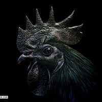 Isaac (@isaac_trex81) 's Twitter Profile