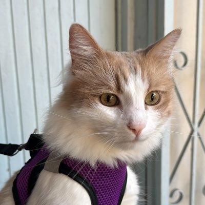 kediyase's profile picture. queen of cats