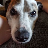 ☆Beth☆ (@cthulhukittie) 's Twitter Profile