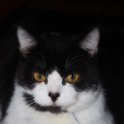 GSpursG93's profile picture. 