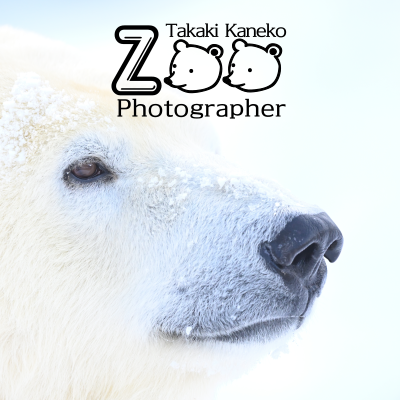 動物園写真家-ZOO Photographer-
札幌市円山動物園の動物たちをメインに、動物や動物園の魅力を発信しています。
写真・文章等のコンテンツはすべて著作権法で保護されており転載は禁じられています。
お仕事のご依頼・ご相談はDMにて承ります。