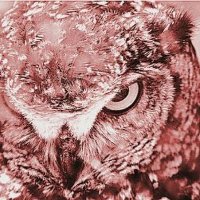 Owl Darling (@owldarling) 's Twitter Profile