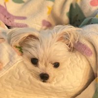 Tsubasa (@tsukunr134) 's Twitter Profile