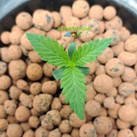 James Cannabis (@thehydroguy) 's Twitter Profile