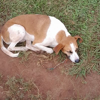 it's Lawrence kiryowa and this is my dog rescue and adoption account together we can give hope to the orphans and homeless kids 🙏