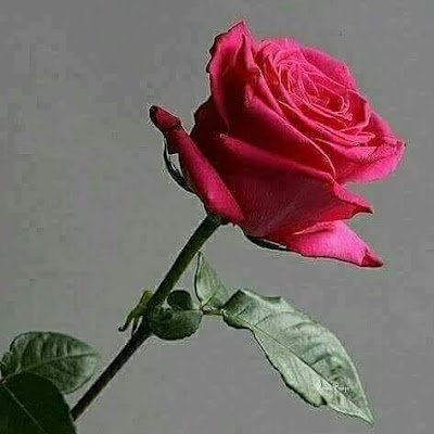 BasemJuma226475's profile picture. 