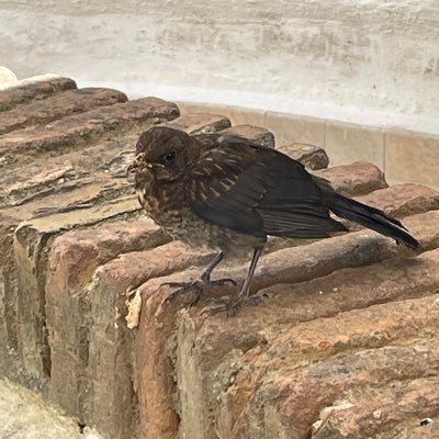 sagredo_sanchez's profile picture. Haz lo que yo diga…