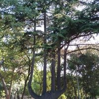 Yaşar Yener (@yener_gulgun) 's Twitter Profile
