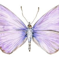 psicMiriamCornejo (@mirpsic) 's Twitter Profile