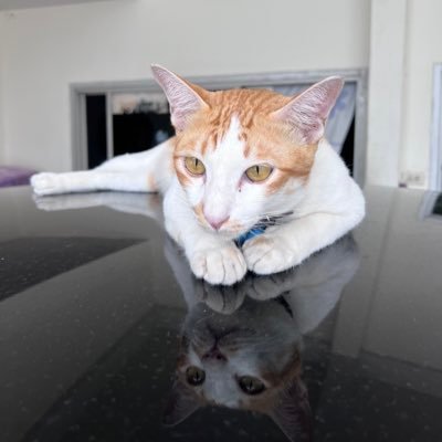 CClearingg's profile picture. 