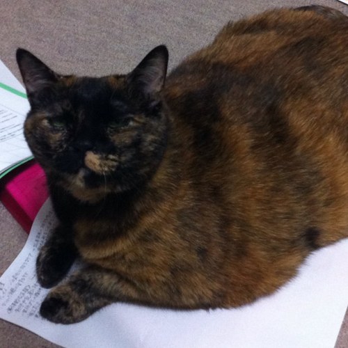 hayato8810k's profile picture. かごの屋 ALWAYS MDS