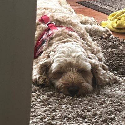 ajbeg's profile picture. 