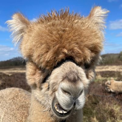 mandidavies6's profile picture. 