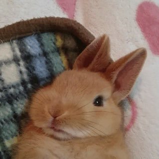 fresa !!さんのプロフィール画像