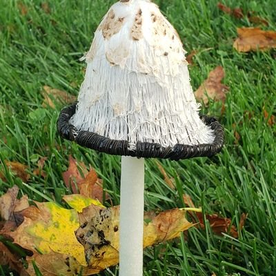timmymer615's profile picture. 