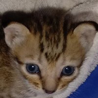 Aymen (@aymen_doart) 's Twitter Profile