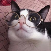 纽约反贼 (@andychoi123) 's Twitter Profile Photo