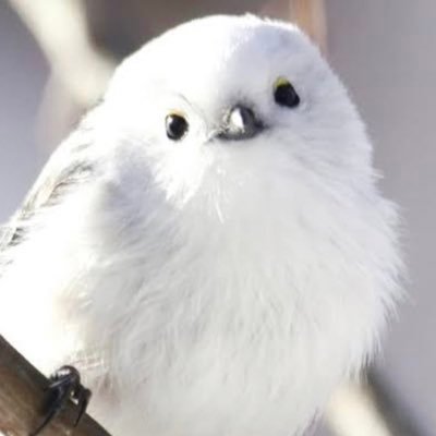 hiyoko_patrol's profile picture. 落語/講談/演劇/ラジオ好き(主に関西のラジオ)／大阪市内出身