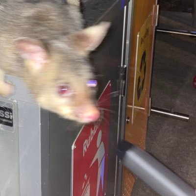 Morales_Maxence's profile picture. pas de casquette