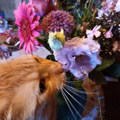 Joëlle viennetさんのプロフィール画像