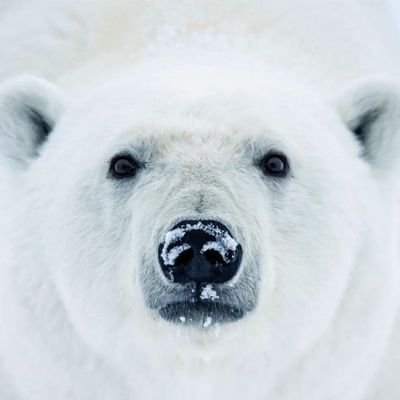 alexei_altrego's profile picture. I do not tolerate lies, falsehood and hypocrisy.