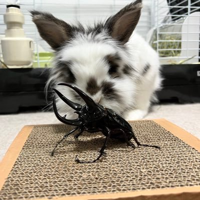 激おこのカブトムシにいつも怒られてます。 YouTubeチャンネル「オオヒラタフィールド」にて編集兼企画なども手伝っています。 “マスターカルコソマ”