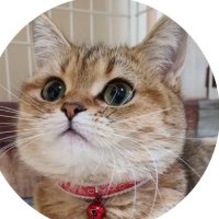 さとまゆ (@satomaru44) 's Twitter Profile