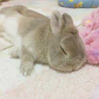 bunny(@terizimovjan) 's Twitter Profile Photo