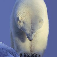 UNCLE BEAR (@tomunclebear) 's Twitter Profile