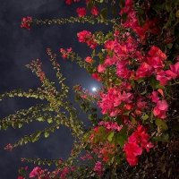 لمعلمتي حصة القحطاني💕 (@hasa_h12) 's Twitter Profile