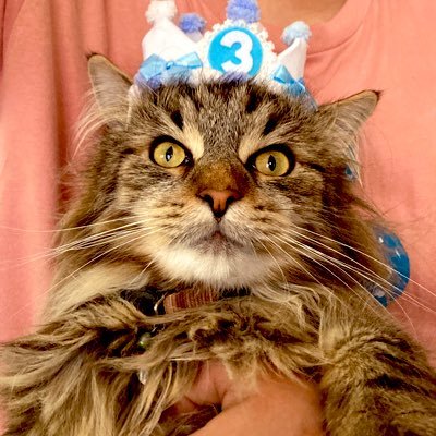 Kenshin_Ragam's profile picture. ラガマフィンの男の子😼2020年6月21日生まれの謙信くんです🐥甘えん坊でお尻トントンされるのが大好き😺無言フォロー失礼します💕主は旅行、動物、歴史、歌舞伎、能、狂言、着物、漫画、フィギュアスケートLove( ˶ˆ꒳ˆ˵ )💗