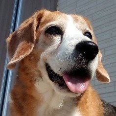 4gx's profile picture. a mathematic—i.e. open to learning—at Spacetime Fabric Observatory
#!/bin/ksh -o vi
: $Id$ ENFPねこ座ネコ年O+犬派
﹤﹥/dev/null
umask 022
git fetch
inc
docker run skkserv