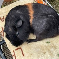パパパンダ (@papapanda2542) 's Twitter Profile