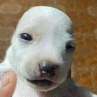 domesticated mammal (@atomizermiser) 's Twitter Profile