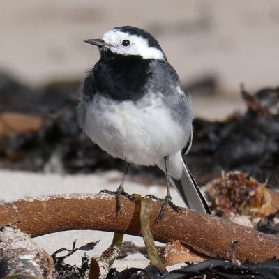 Volunteer surveyor for @_BTO & @Natures_Voice. Waders, shorebirds & raptors. #ActuallyAustistic Aspire to ethical birding. She/her.