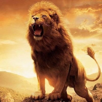 Leo ♌️ 🦁 
Ecuador
Orgullosamente OreNsE.
ultra derecha no al socialismo y sus células delincuenciales. 
la mejor recompensa es ganarte la vida con esfuerzo.