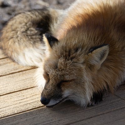 kankan_photo's profile picture. 写真を上げるアカウント。
スナップメインです
nex-5