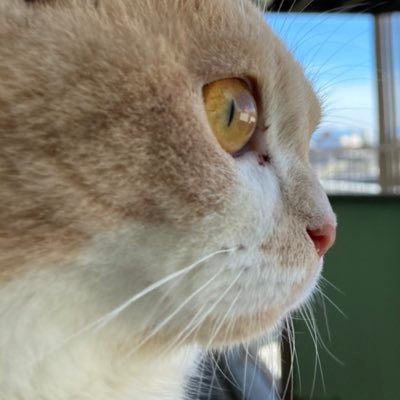 SnowWhitePS's profile picture. 💯#フォロバ100 #いいねした人全員フォロー #followme アニメとゲームが大好きです😉 #原神 #Genshin #YouTube #ネコ #BARBAR #ヘアーサロン