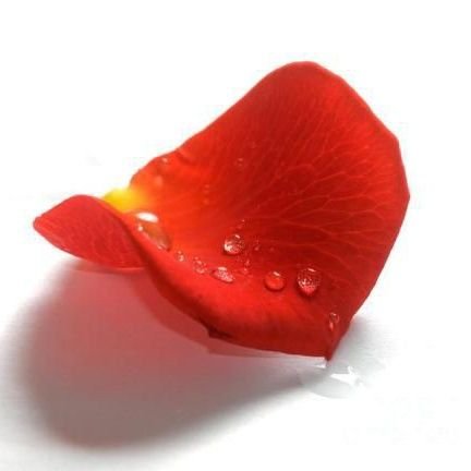 tamilvenpatwit's profile picture. Content writing