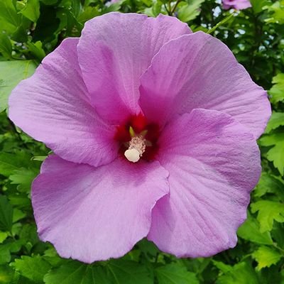 SecretSqu1rre1's profile picture. Interested in the evolution of digital assets, and web3