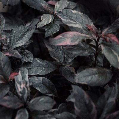 ecosocecopsy's profile picture. philosophy adjunct, therapist in training, leftist, extreme music enthusiast. interested in minds.