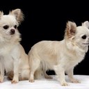 silvia rossi - @chihuahuasilvia - Twitter