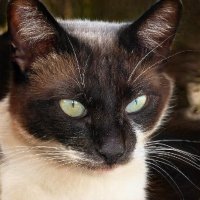 neogulmon ❤️ Memecoin (@robbybrabant) 's Twitter Profile