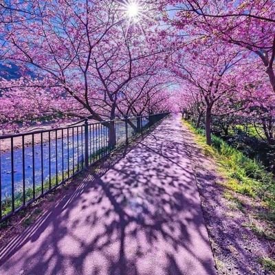 syrian818's profile picture. 