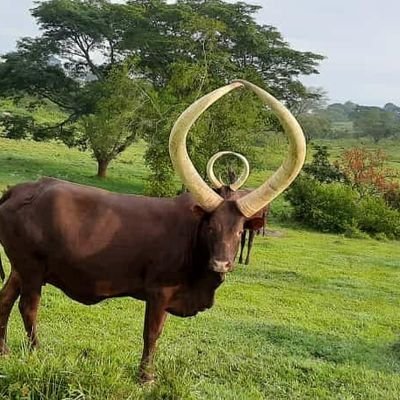 Official account of Ankole Cattle Breeders Society| We Conserve & Preserve the White Long-horned Ankole Cattle | Culture Heritage & Tourism ☎️0776304000