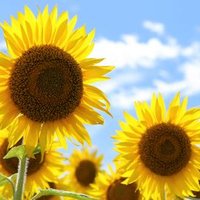 渡部 (@n2gxib) 's Twitter Profile