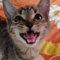 Megacrash (@megacrashx) 's Twitter Profile