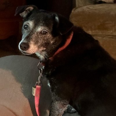 Animal lover; humom to Roxy, 15-1/2 (RIP), and Daisy 13-1/2, both black mutts.