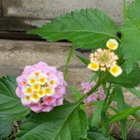 まったん (@mattan1966) Twitter profile photo